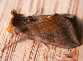 Unspotted Looper